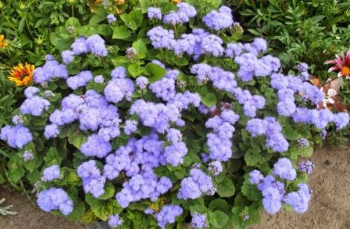 how to plant ageratum