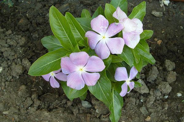 Catharanthus zu Hause