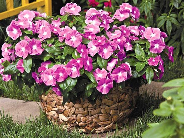 potted catharanthus in the garden