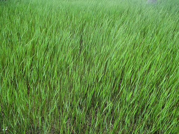 planta de wheatgrass