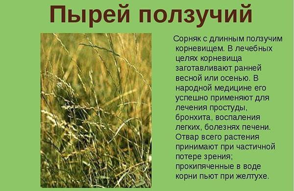 vlastnosti plíživé pšeničné trávy