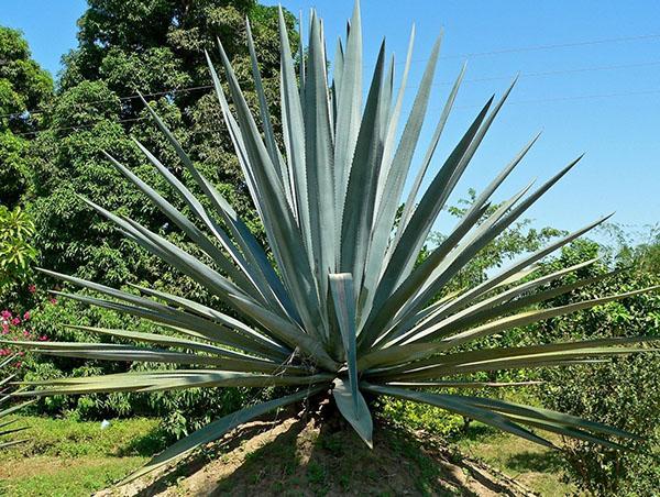 medicinal properties of the agave plant