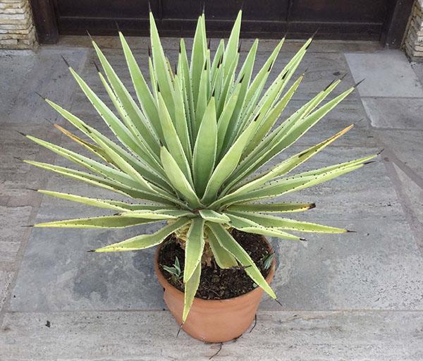 agave thuis