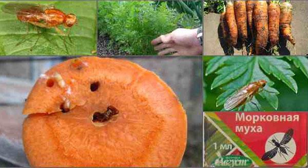 metode de tratare a muștei morcovului