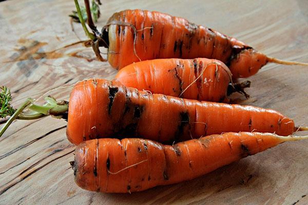 beschädigte Karotten