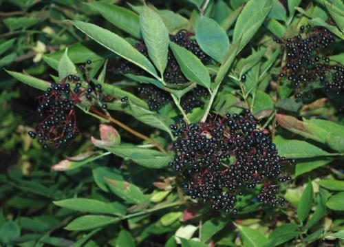 useful properties of elderberry