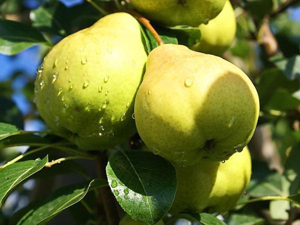 planting and caring for pear August dew