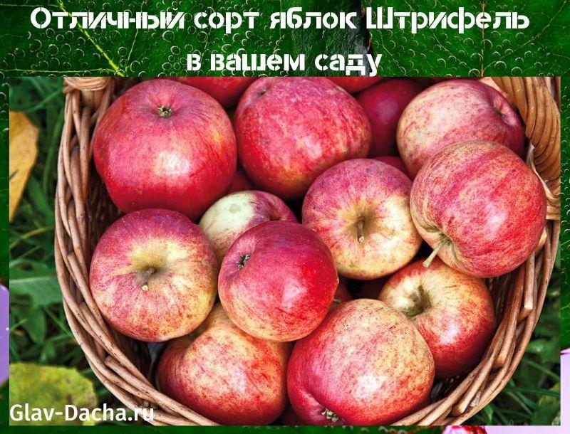 odrůda jablek Shtrifel