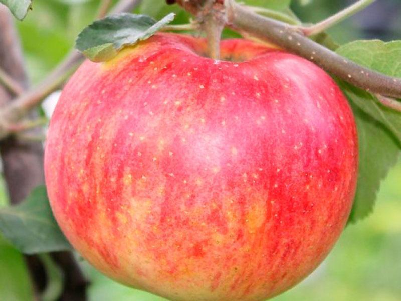 sonbahar çizgili elma