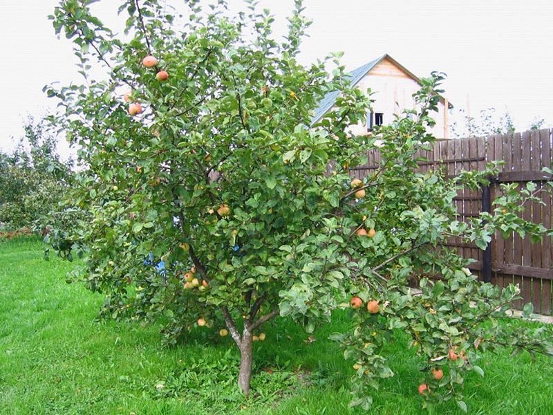 obuolių veislė „Shtrifel“ vietoje