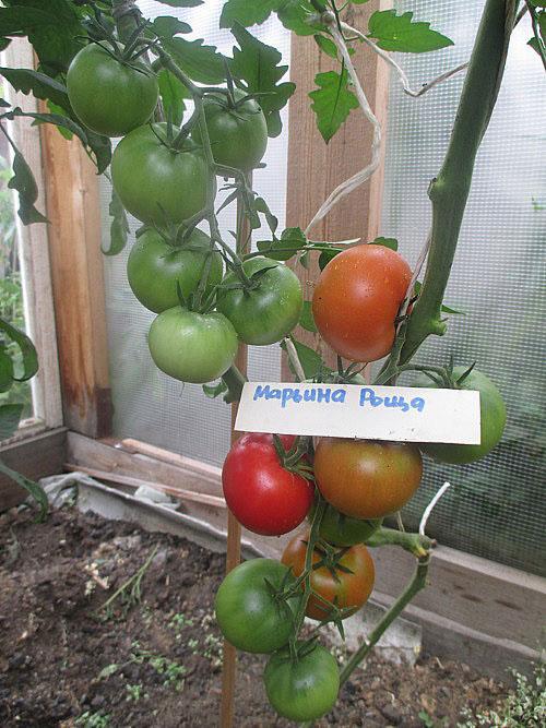vysoká odrůda ve skleníku