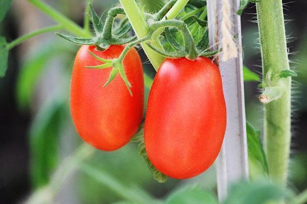 pomidory wahadłowe