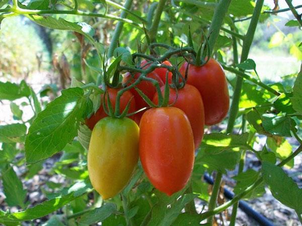 tidlig moden tomatsort