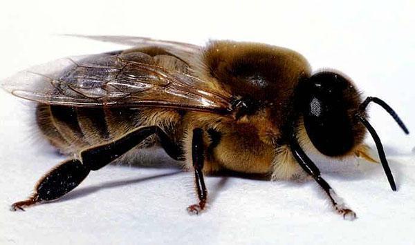 Drohnen in einer Bienenfamilie