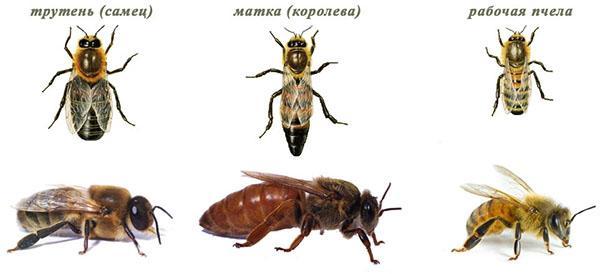 rodzina pszczół