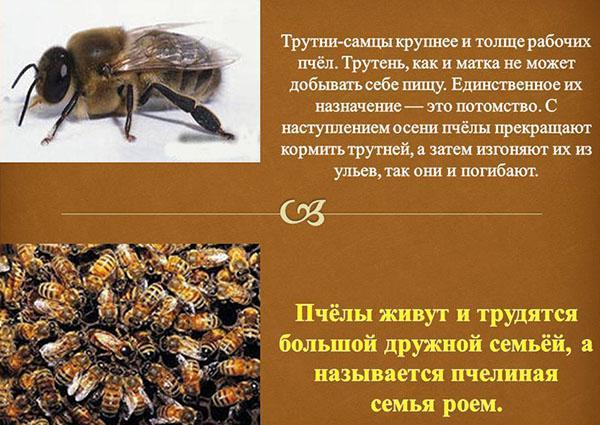 възлагане на търтеи в пчелно семейство