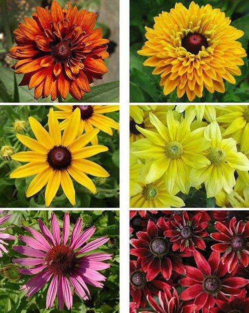 bright inflorescences of rudbeckia of different types