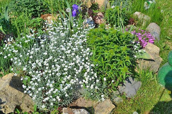 types of chives in the garden