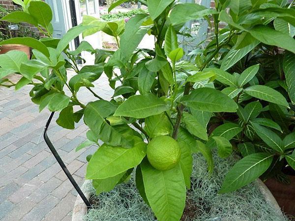 pestovanie bergamotu doma