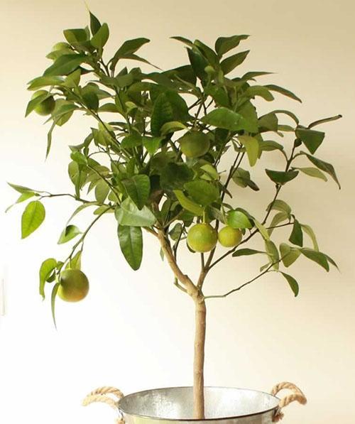 bergamotová koruna doma