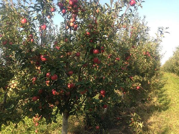 jabloň odrůdy Gloucester přináší ovoce