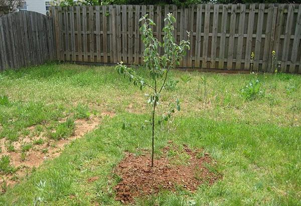 sadzenie sadzonki jabłoni