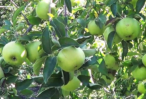 äppelträd Semerenko