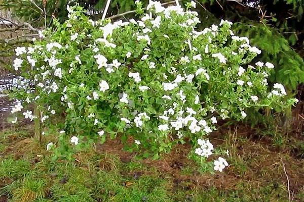 Bacopa planting and care