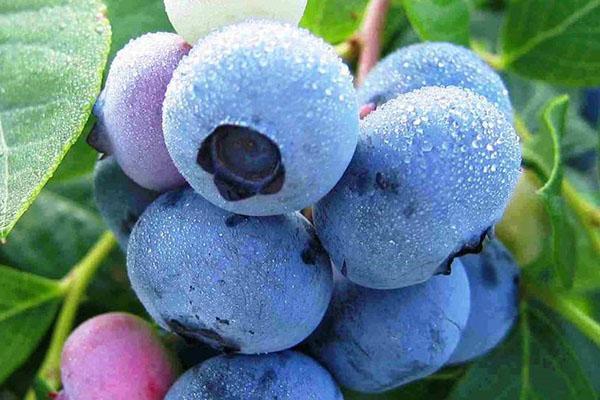 penyakit blueberry