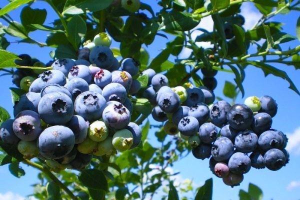 blueberry fungal diseases