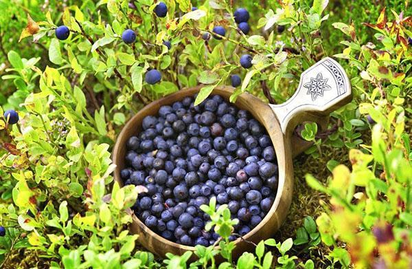 penyakit blueberry dan perosak