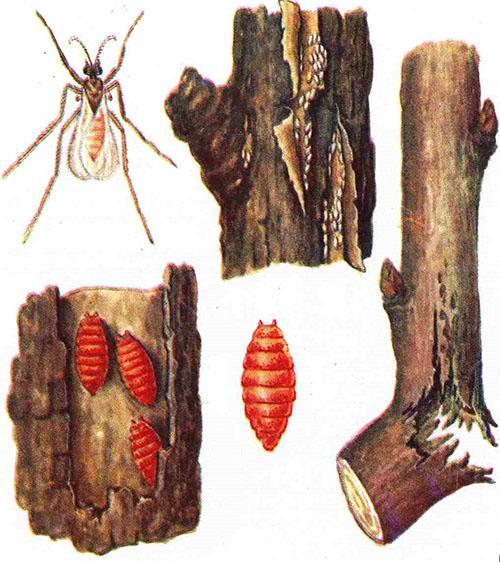 borůvkové škůdce list žlučník