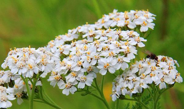 how is yarrow useful for the body