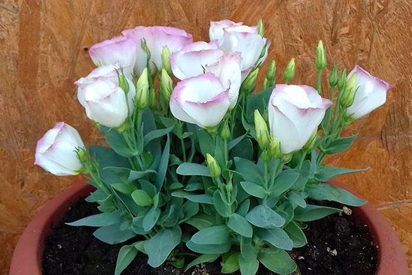 buisson d'eustoma compact
