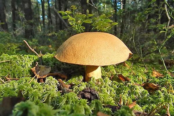 houby z rodiny Boletov