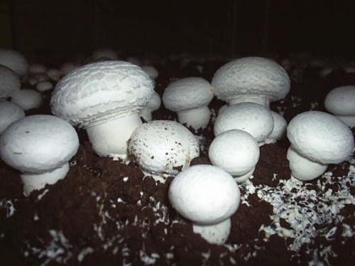 hur man samlar in champignonsporer