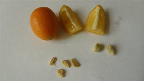 jak pěstovat kumquat z kosti