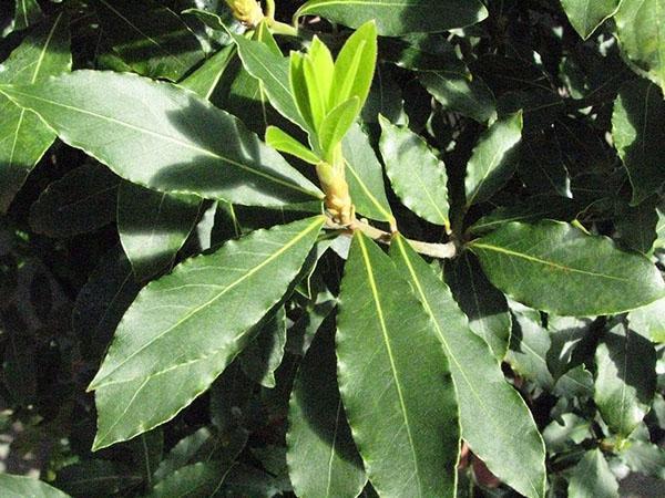 léčivé vlastnosti bobkových listů