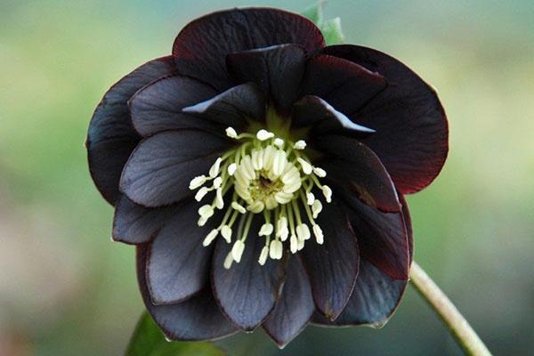 черно цвете от морозник