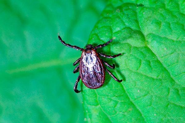 treatment from ticks of the summer cottage