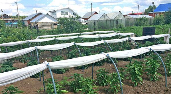 växthus för odling av grönsaker