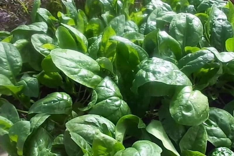 spinaci sani in giardino
