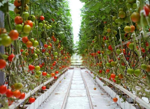 הידרופוניקה של עגבניות