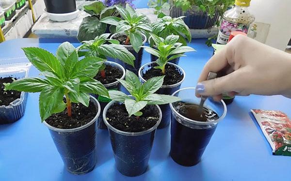 improve plant growth