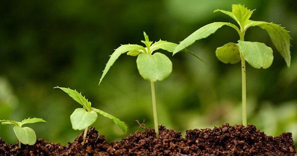 koristimo regulatore rasta biljaka