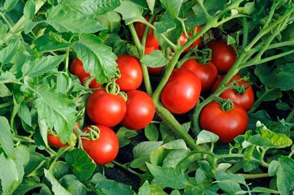 Katya pomidoras