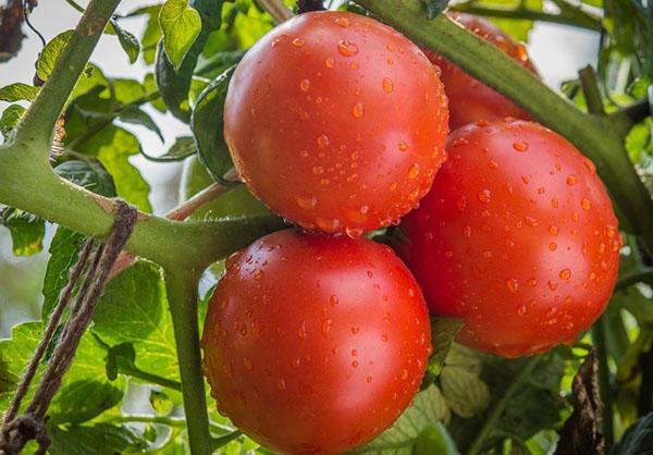 variété de tomate à maturation précoce