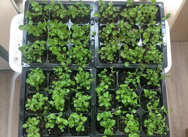 voksende lobelia-kimplanter