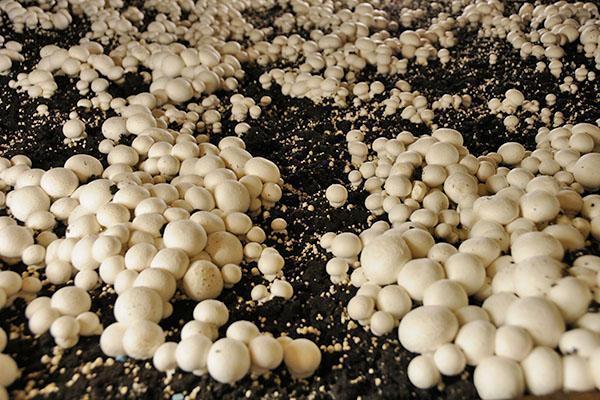 Pilze auf verschiedene Arten züchten