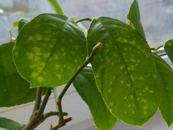 uszkodzenie liści mandarynki